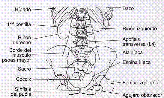 Anatomía Abdomen